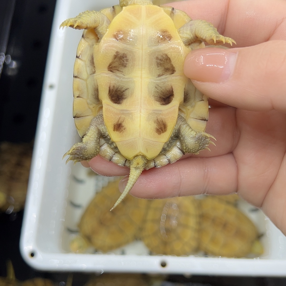 ，***，宠物龟不分公母小青