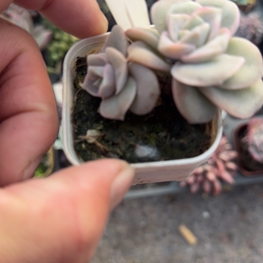 286可爱玫瑰锦多肉植物多