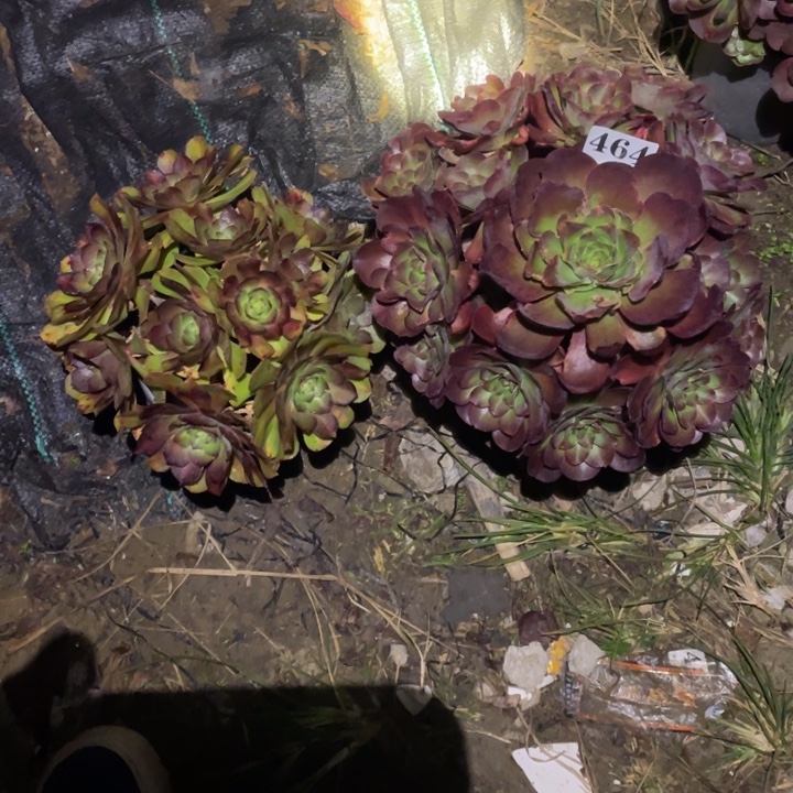 464号两颗法师组合