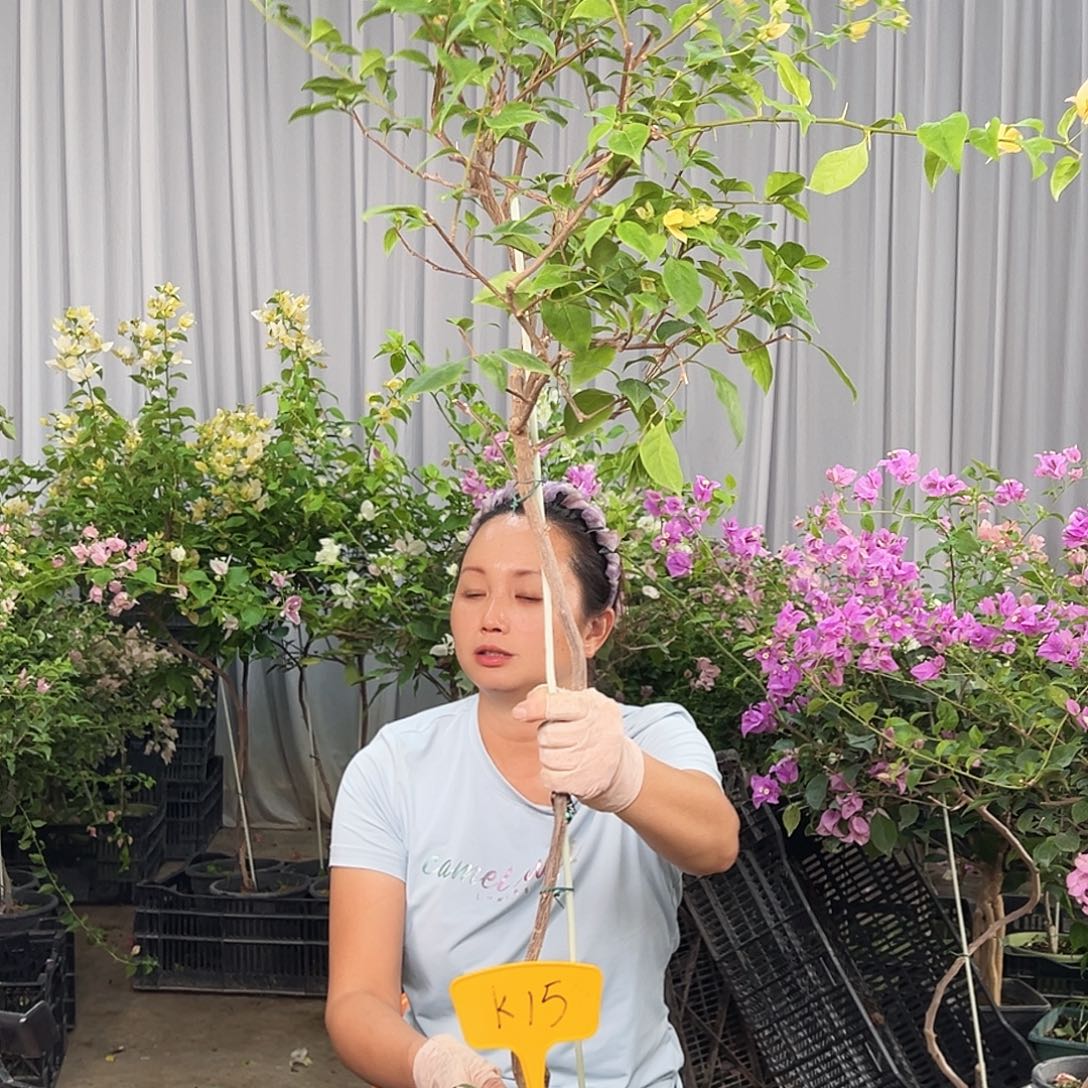 駴***o大部分花苞少量开放K5苏瓦娜