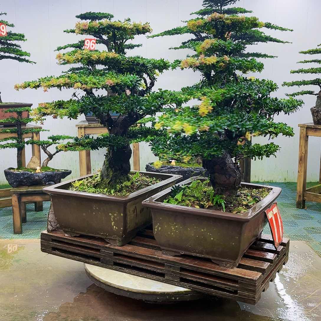 完全开放罗汉松盆景艺术