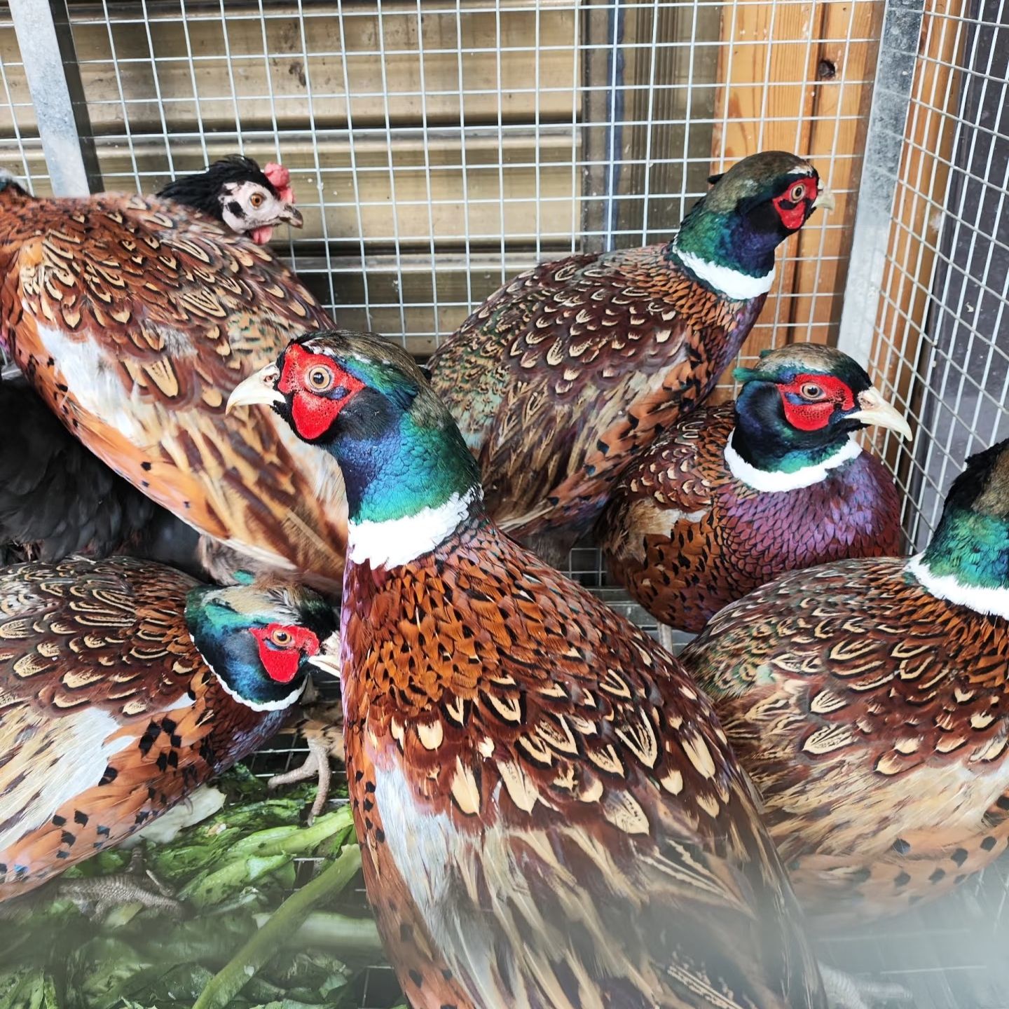 2母七彩山鸡长尾鸡 宠物鸡 体态圆滑七彩色庭院观赏鸡