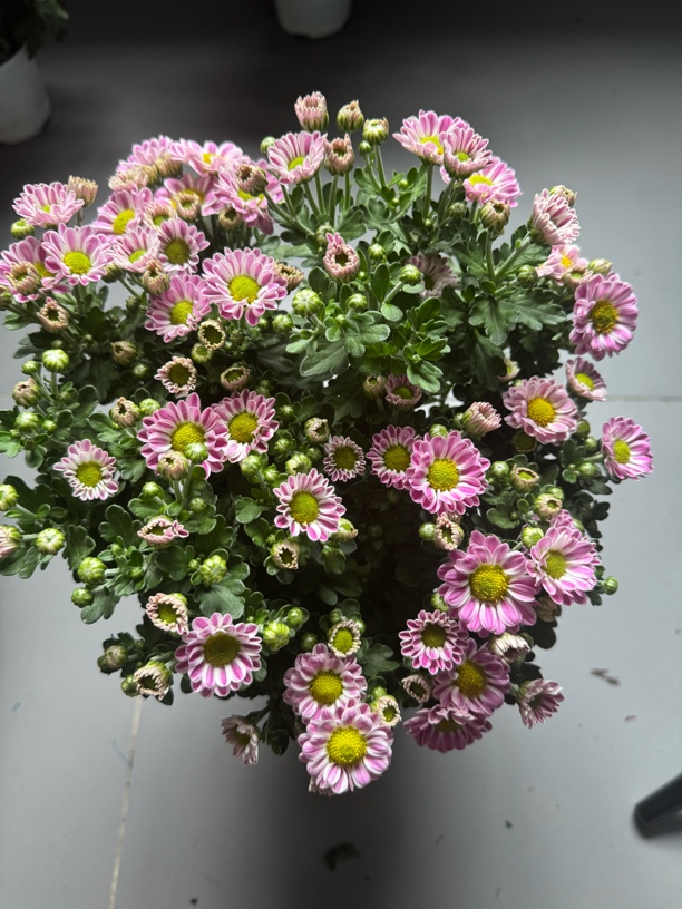 三盆鲁一尼耐热花量大花期长易养护的雏菊阳台庭院开花植物