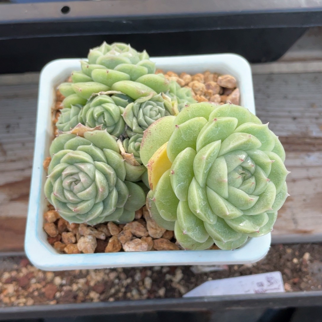 优选麦杆福利1472
