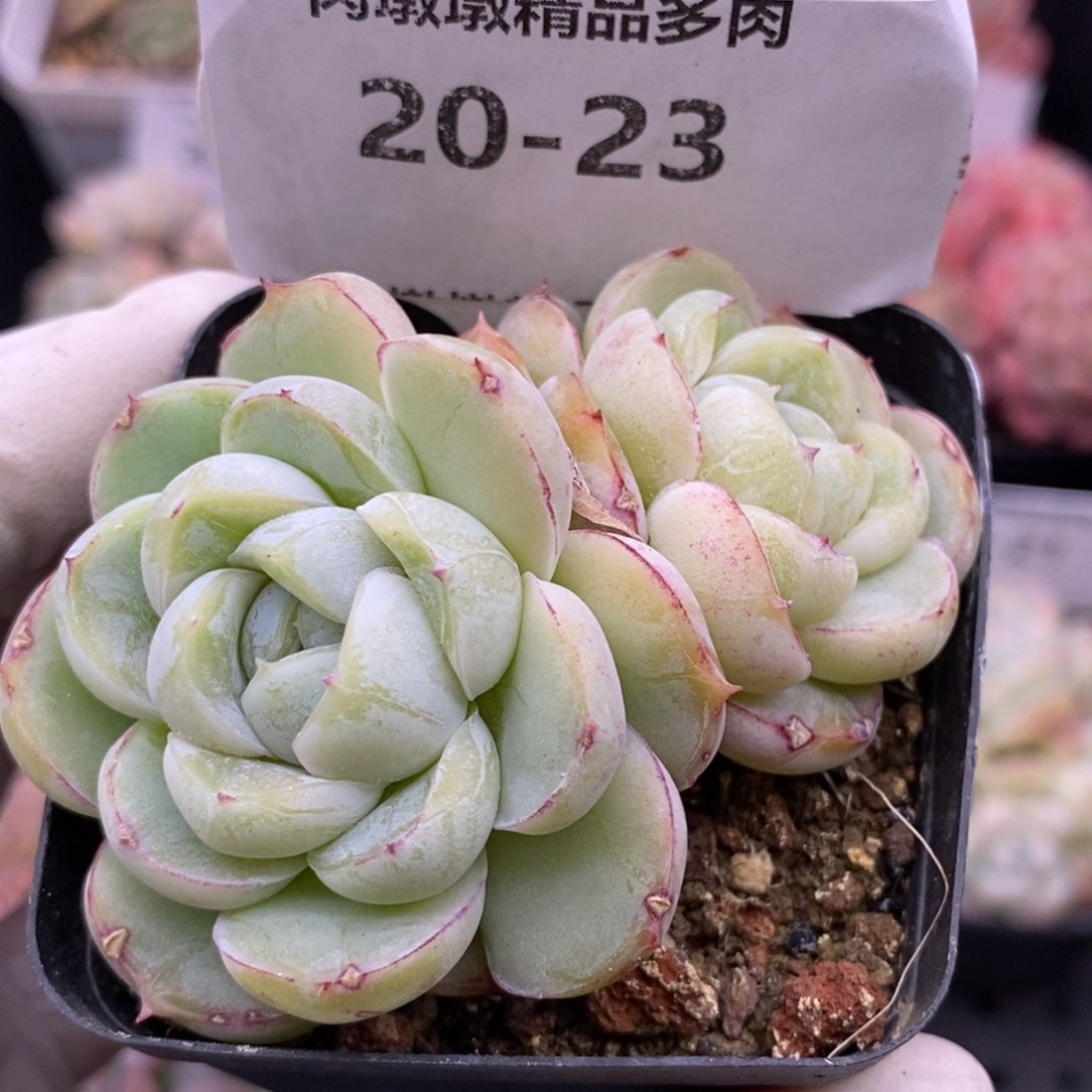 【闪购商品】20-23