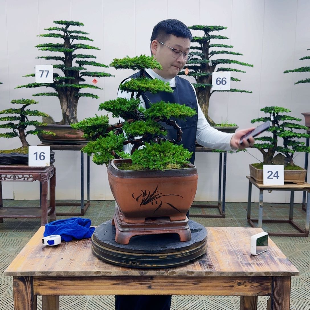 盆景柏树造型盆景