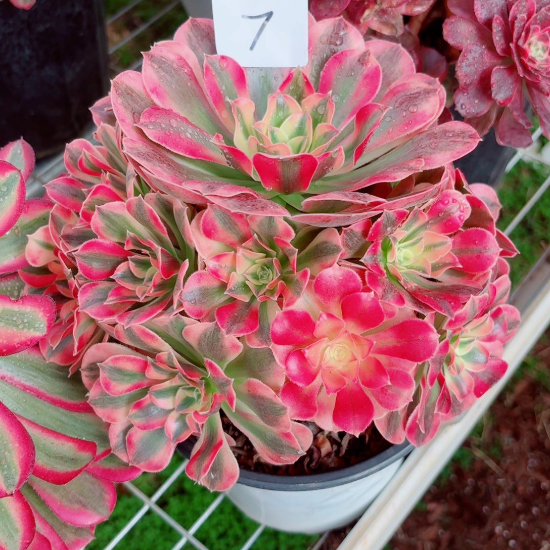 一物一拍多肉法师07