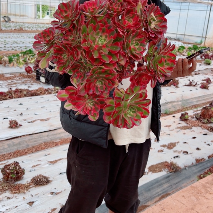 大女郎2号多肉法师