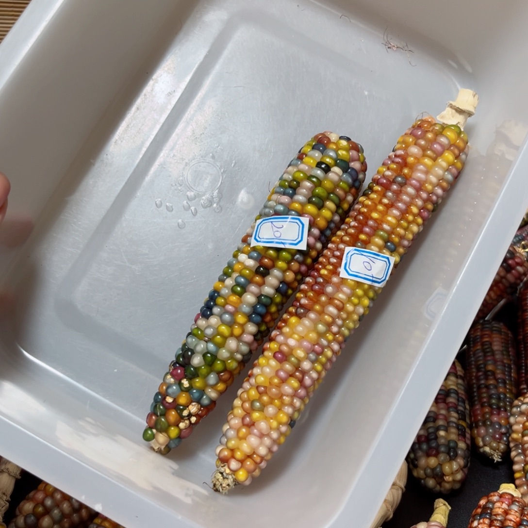 直播间七彩文玩玉米不退不换