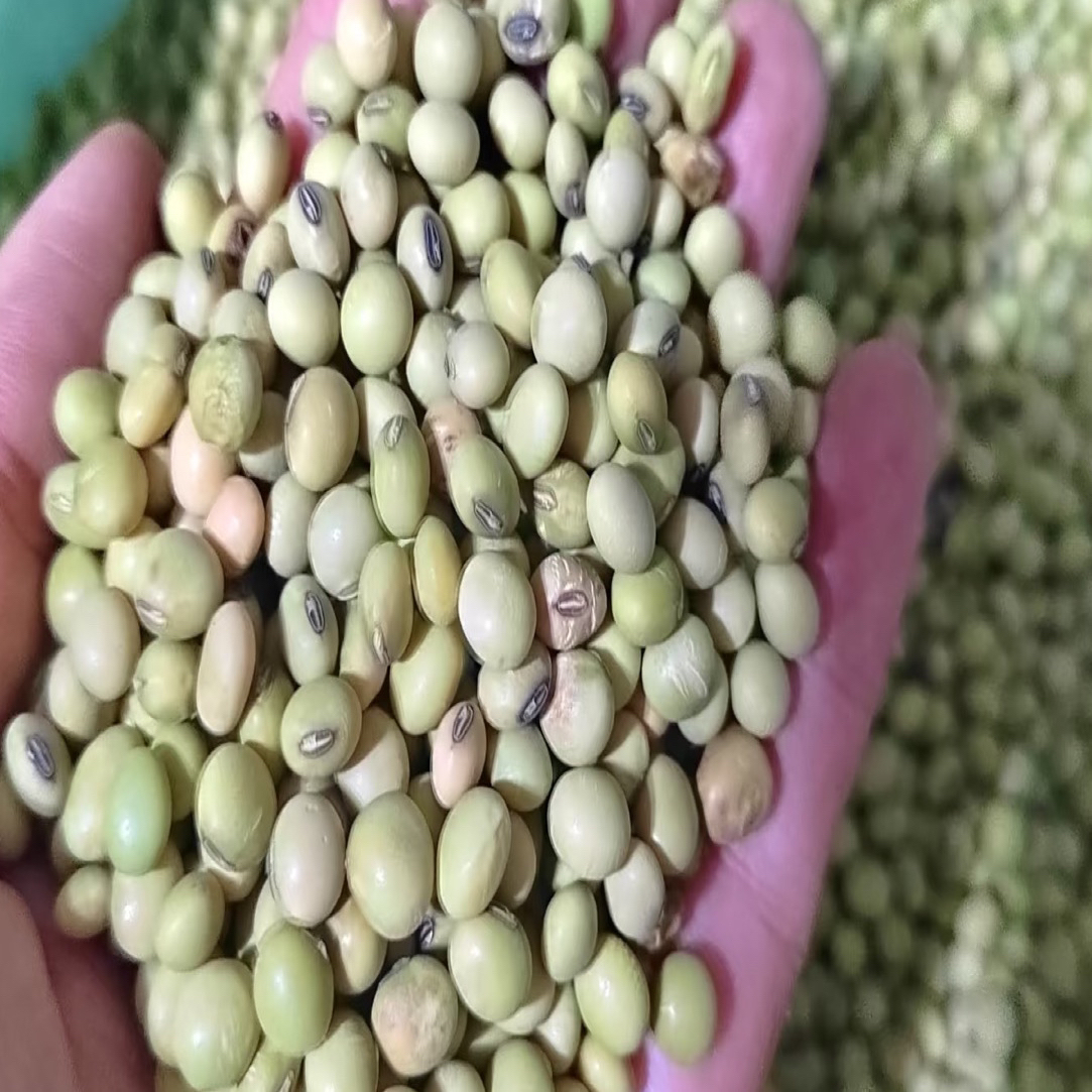 湘西农家自种老品种青皮黄豆非转基因可做豆腐豆浆原料