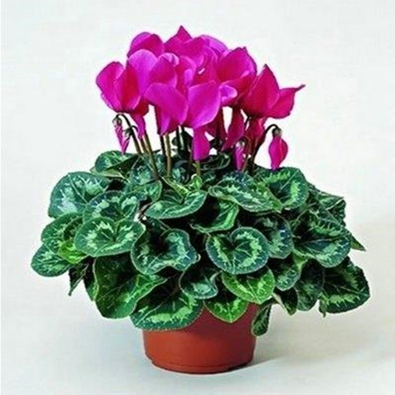 仙客来盆栽带花苞室内花卉重瓣年宵花四季开花好养大花苗观花植物