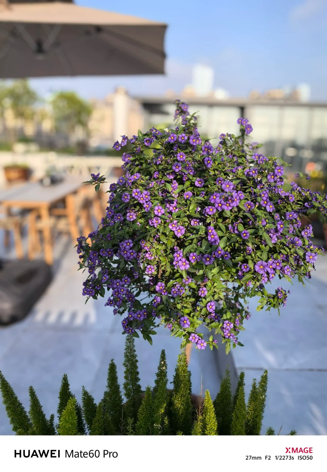 【蓝茄花棒棒糖】带花苞可净化空气适合阳台室内养殖