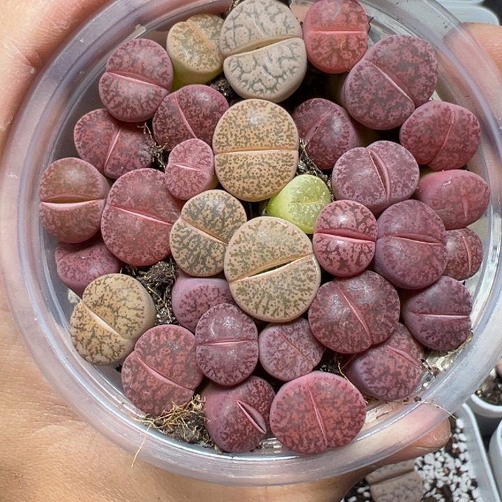 【闪购商品】1137……