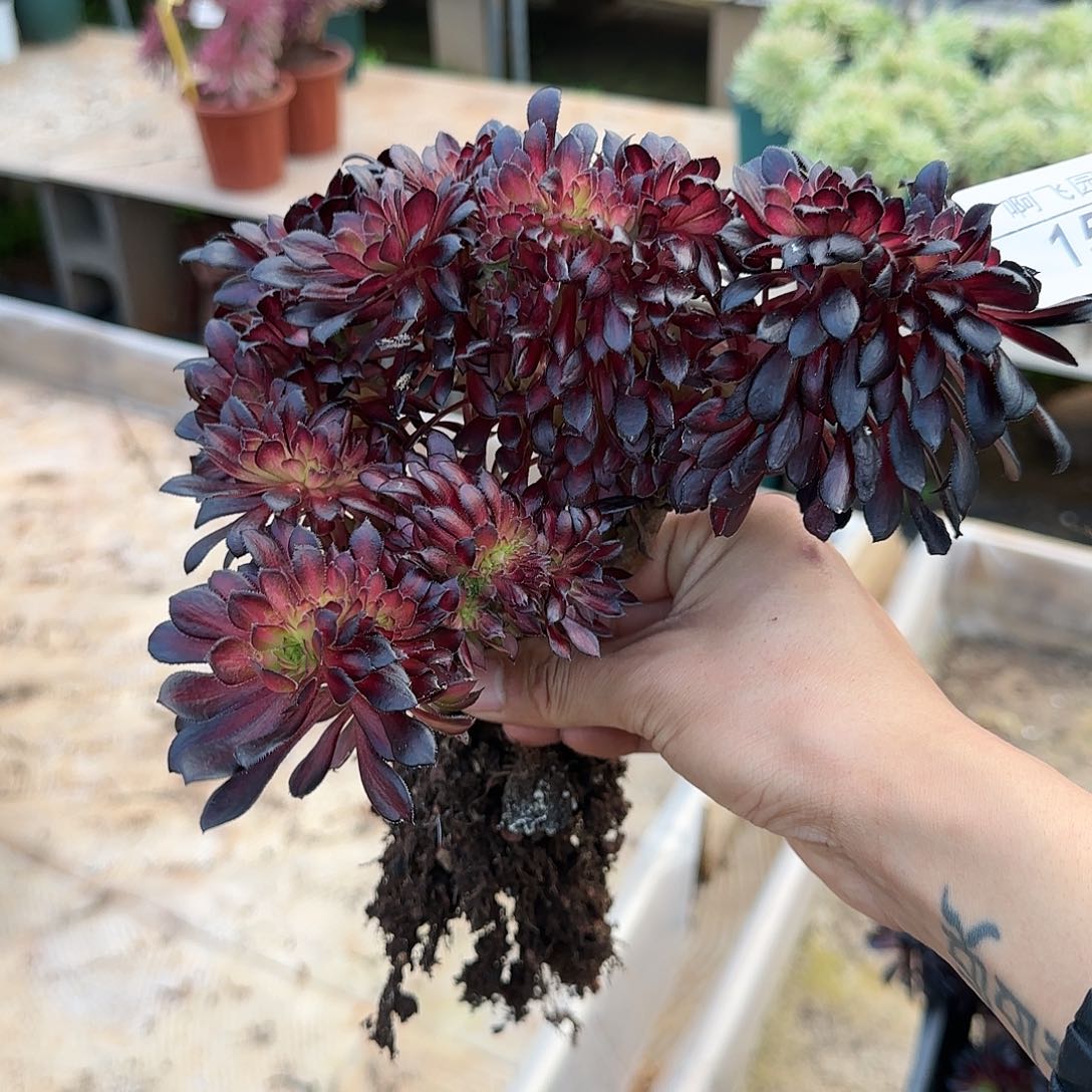 153多肉 墨颜缀福利