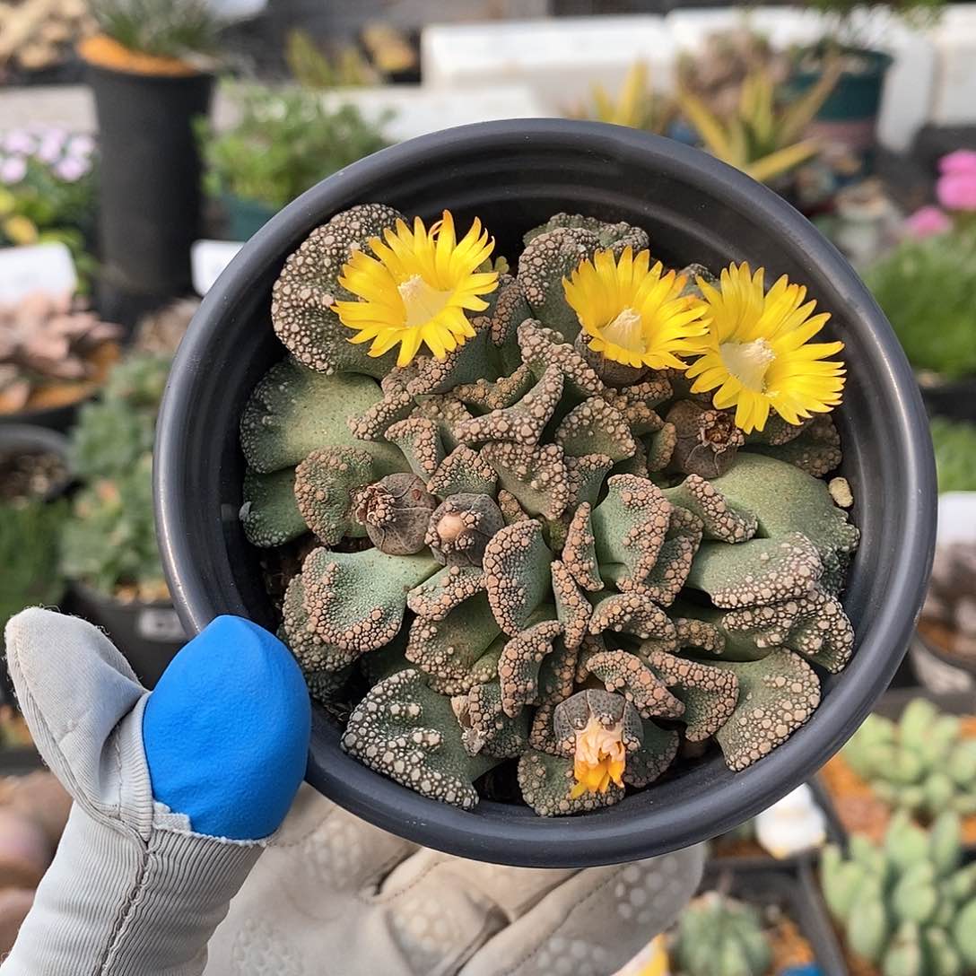 526 天女 带盆土