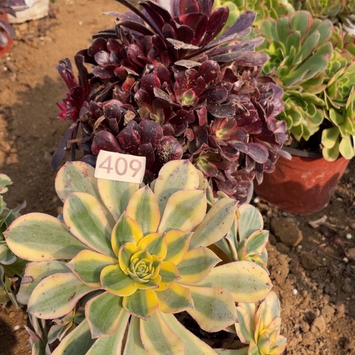 无花朵409多肉植物组合无售后