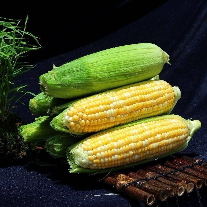 【顺丰次日达】云南水果玉米根根爆汁6根17.9元2公斤左右新鲜水果玉米新疆维吾尔自治区