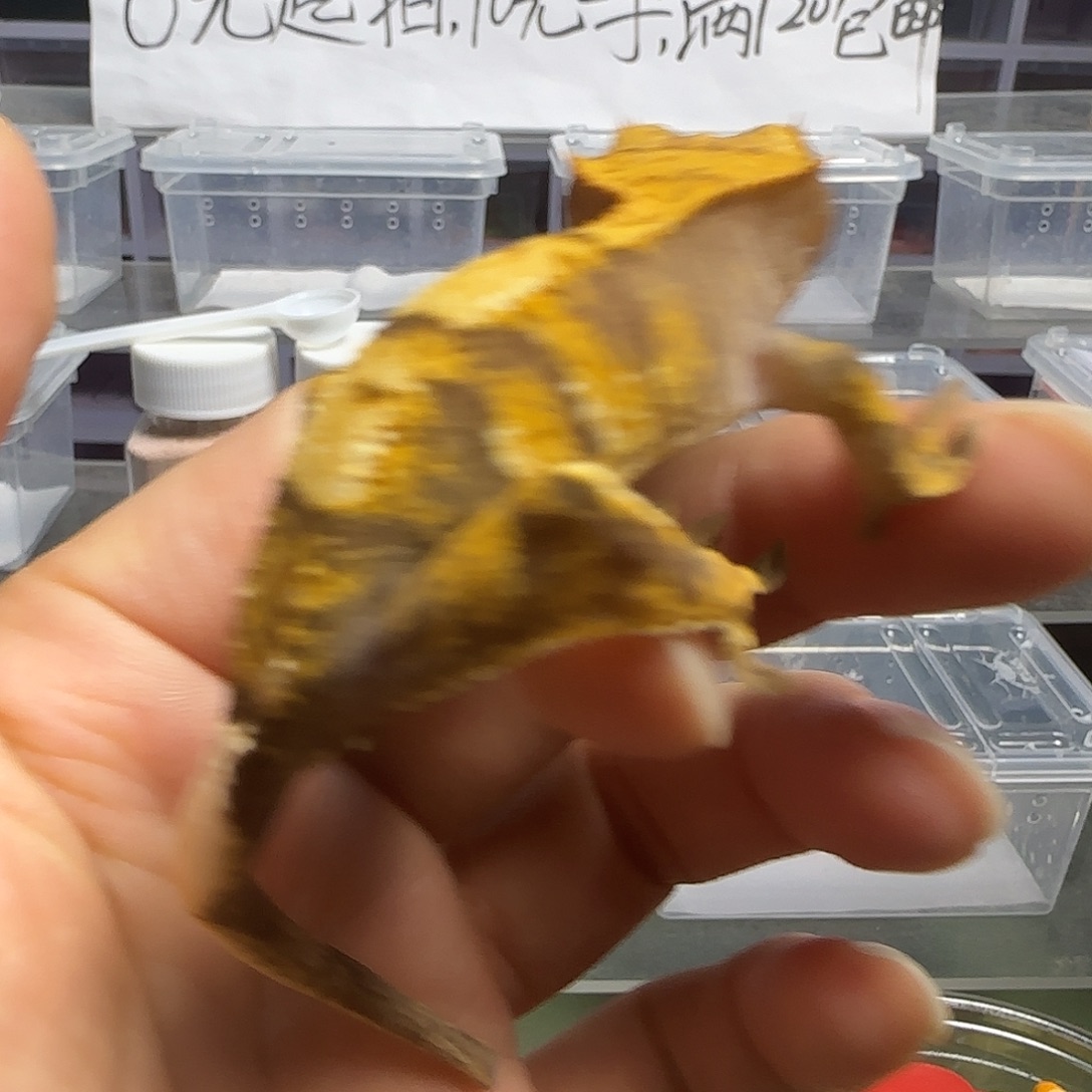 浮****睫角守宫奶油小满背