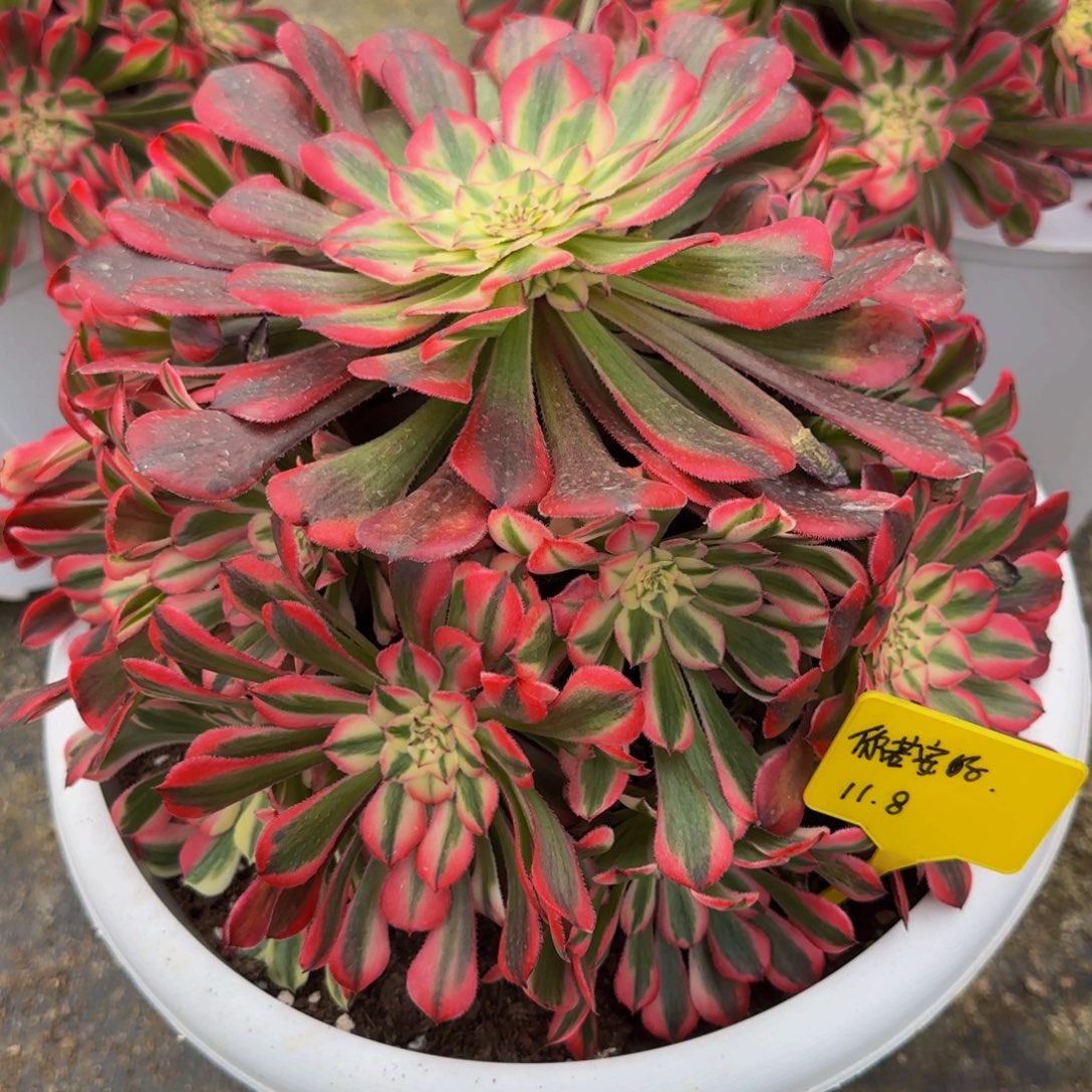 粉铜福利8888888888