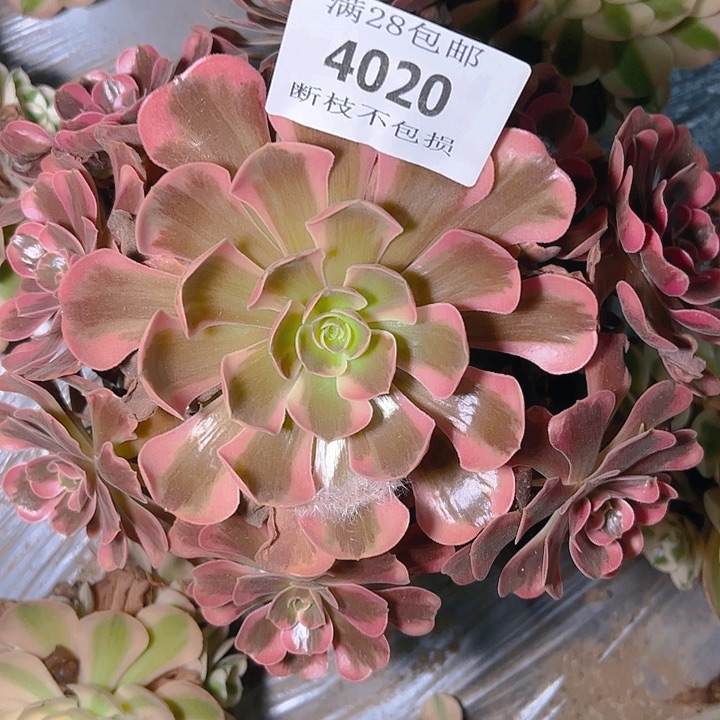 4020爱神多肉植物
