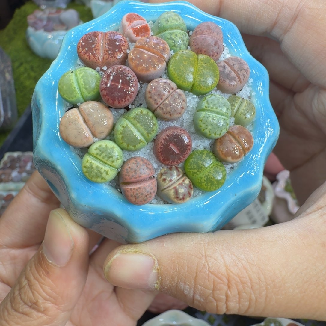 零***点多肉植物福利冲645