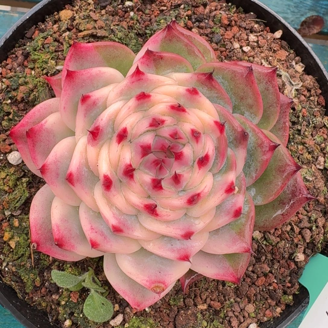 从前慢花园多肉编号1228-17