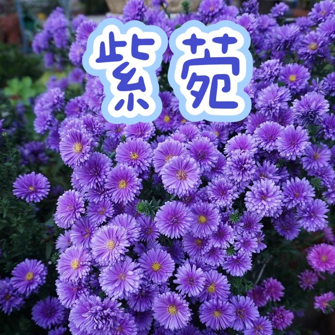 【紫菀】——翠菊花卉多年生宿根植物庭院阳台花卉