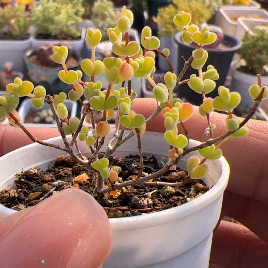多肉植物枝干黄金莱斯
