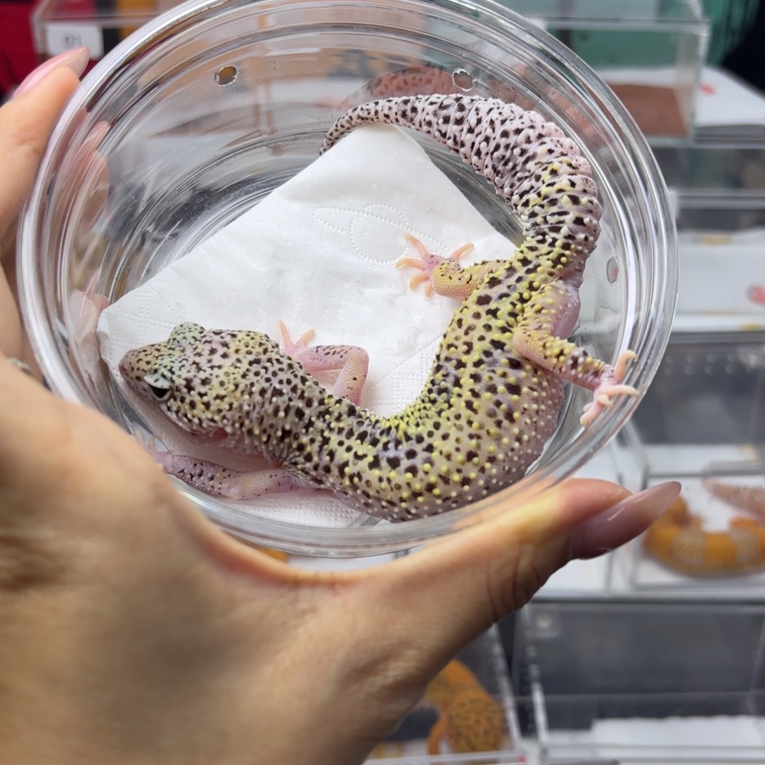 豹纹守宫雪花日食 妹妹 T14