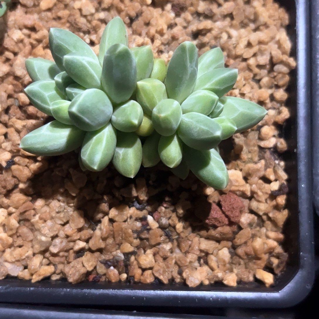 早***阳多肉植物多肉植物