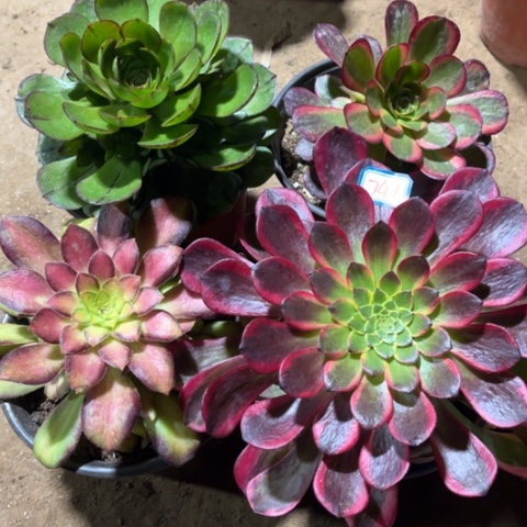 747多肉植物组合