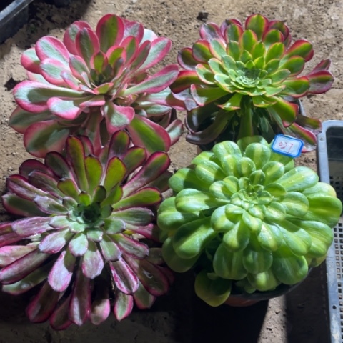 027多肉植物组合