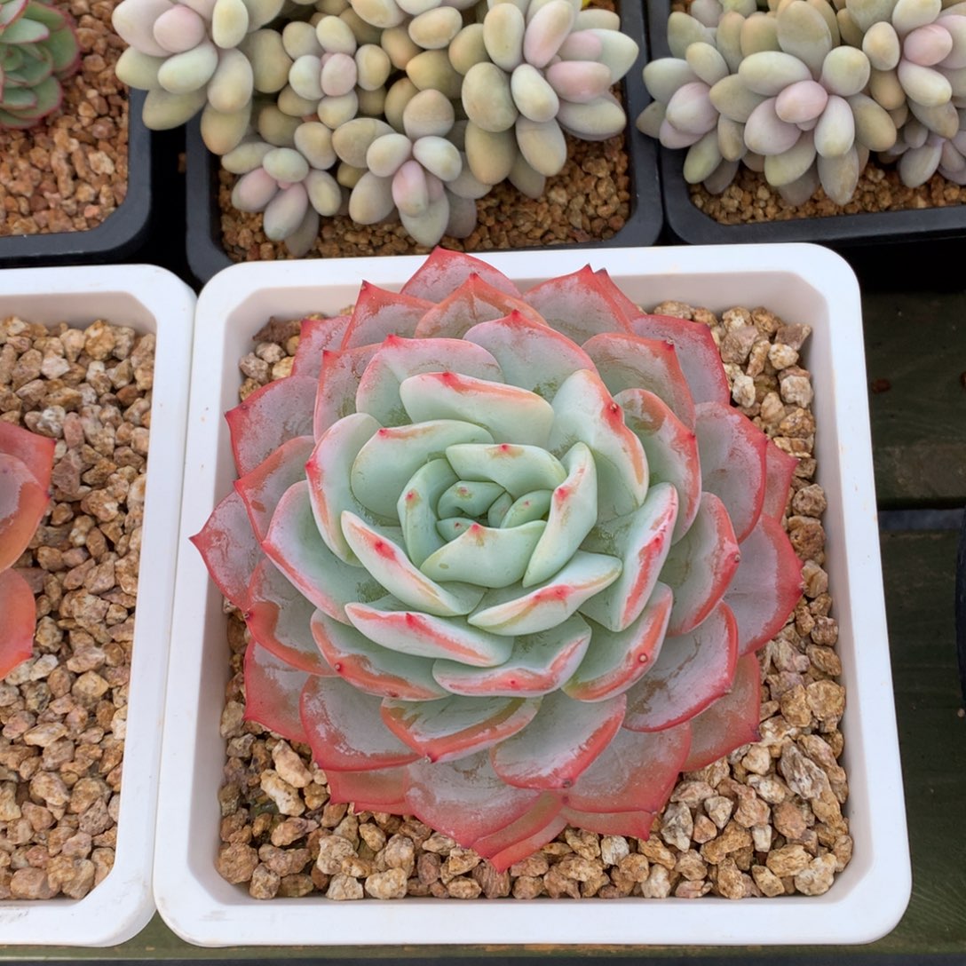 凤橙 大单头  一颗     