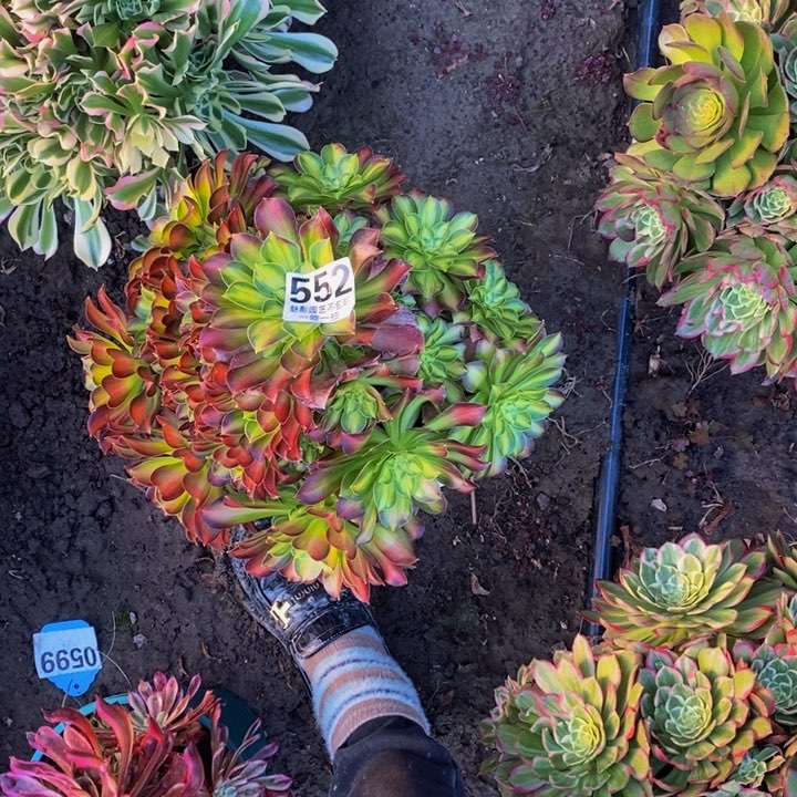 少花花花29-10花花