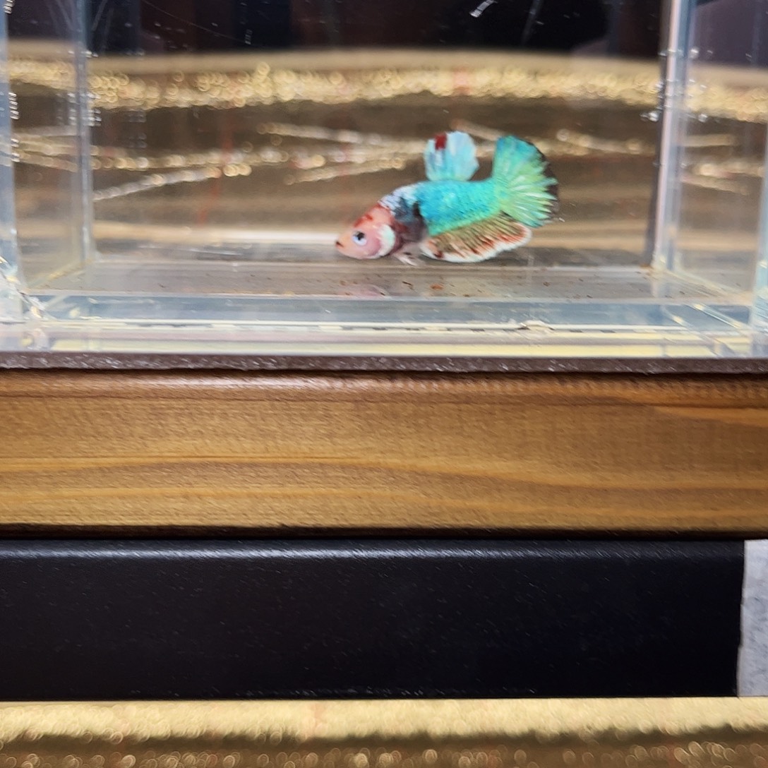 海水鱼宙斯斗鱼竞拍1226精品