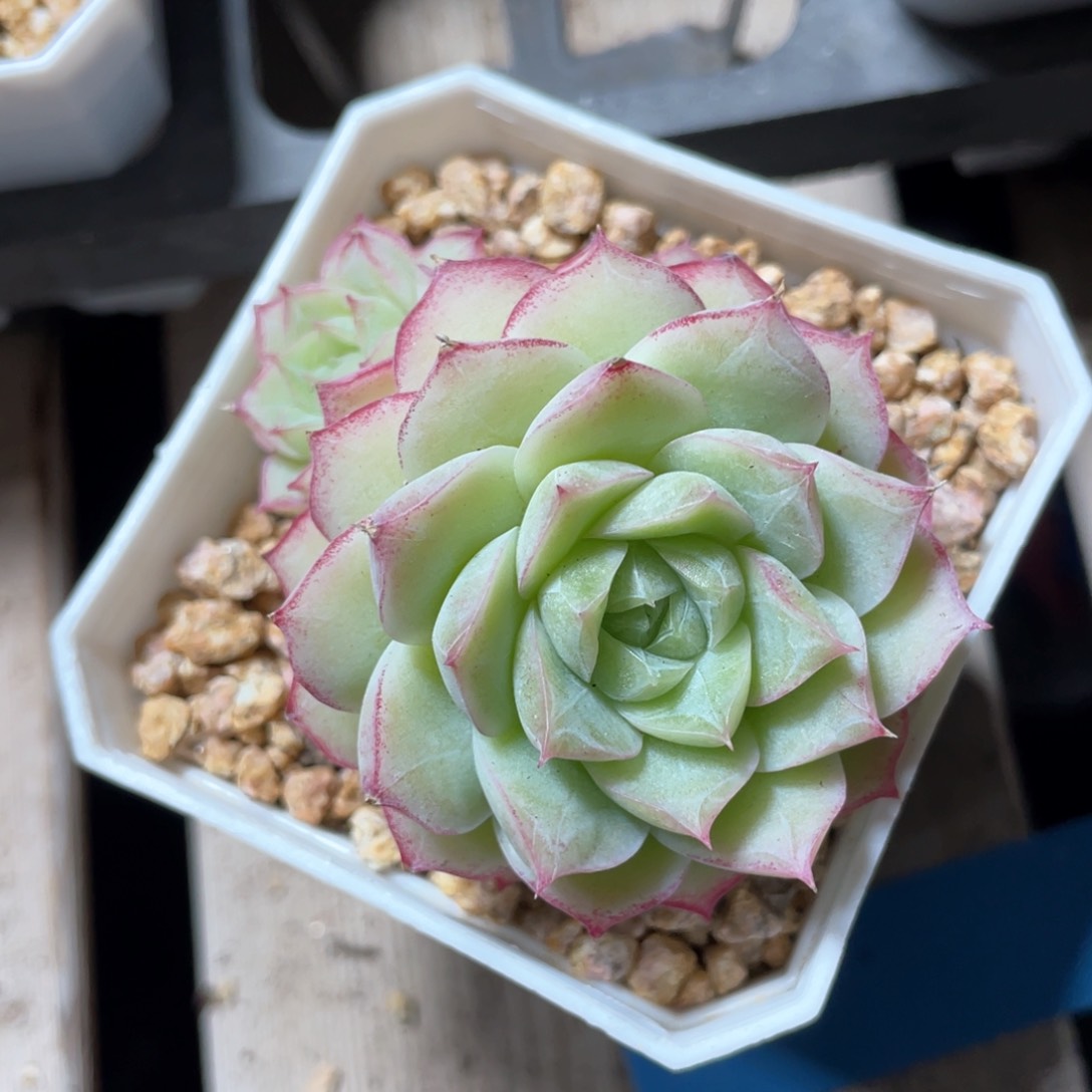 优选玫瑰花女王1607