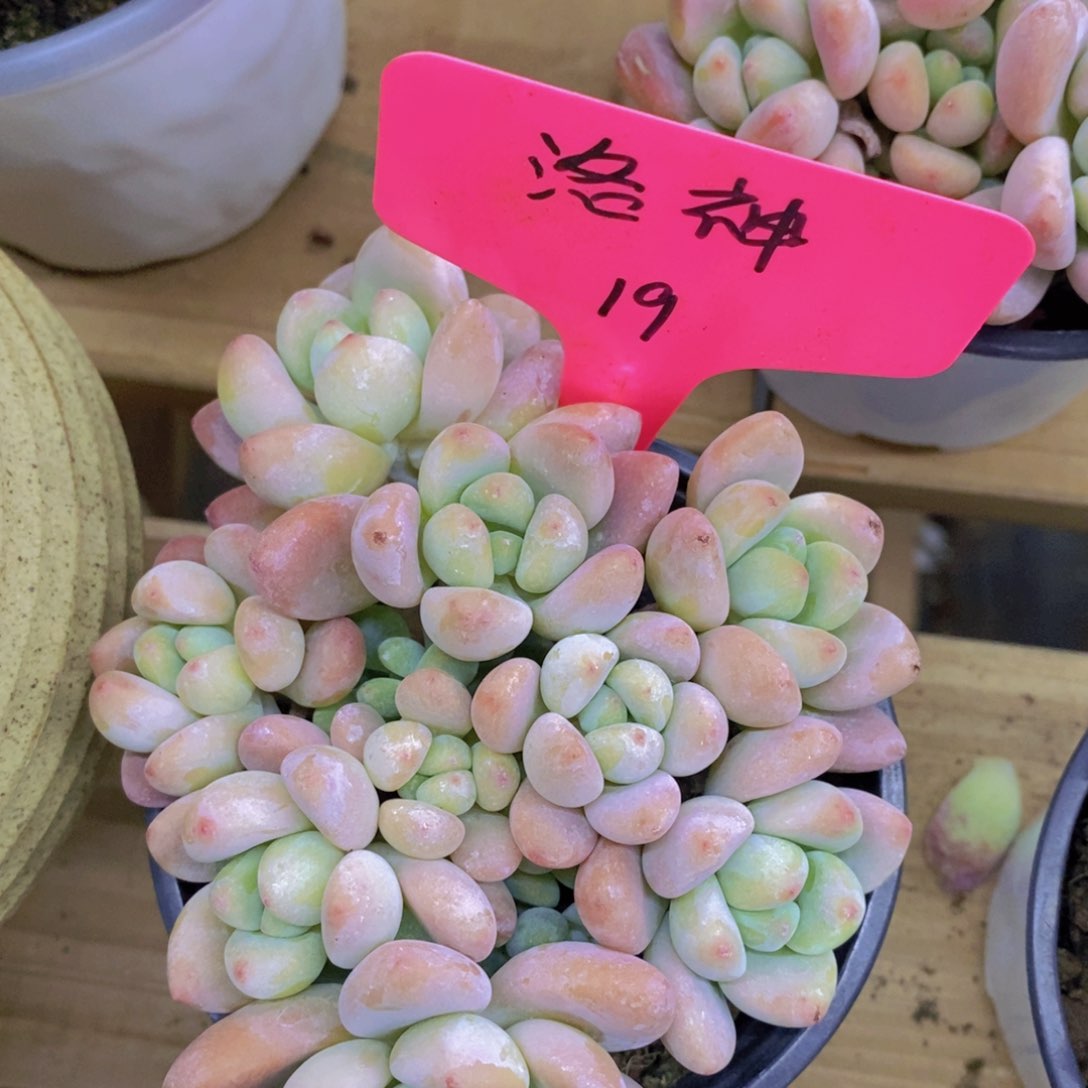 多肉植物，一物一拍，3单包邮