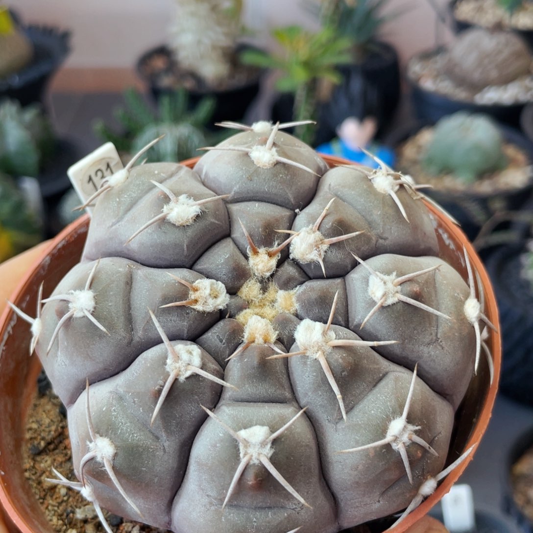 仙人球满28包邮自根铅皮8公分