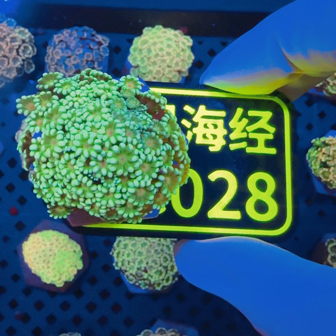 开***贵纽扣珊瑚晓晓不包邮幻彩茉莉C028