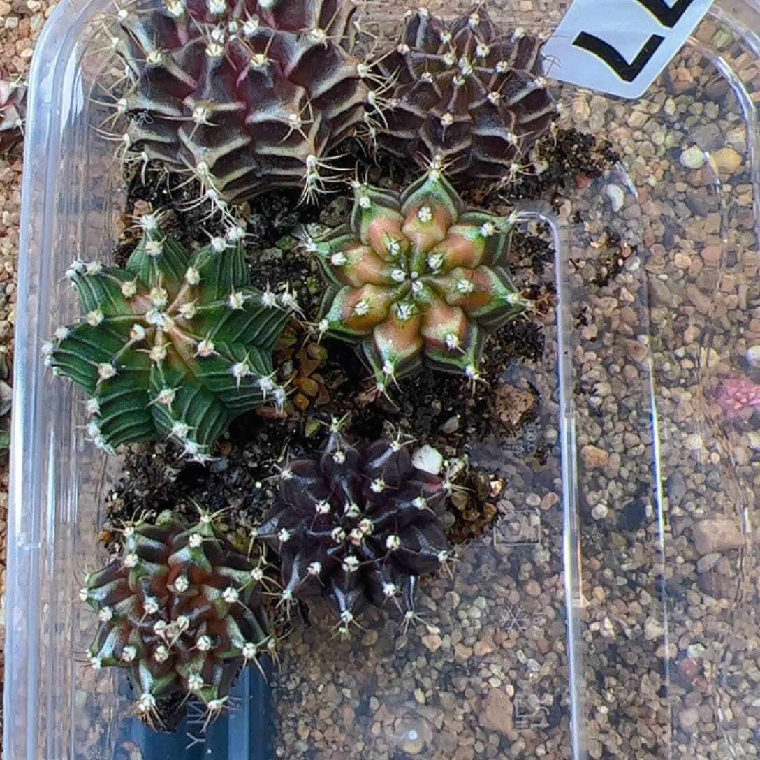 当前无花朵，栽培后可花朵477