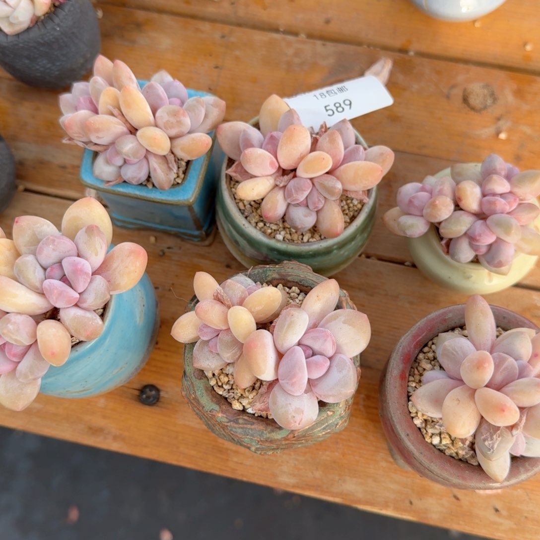 多肉植物香水小老桩三头起送冰玉单头589