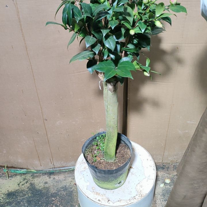 744五品，原盆原土发货，不包邮