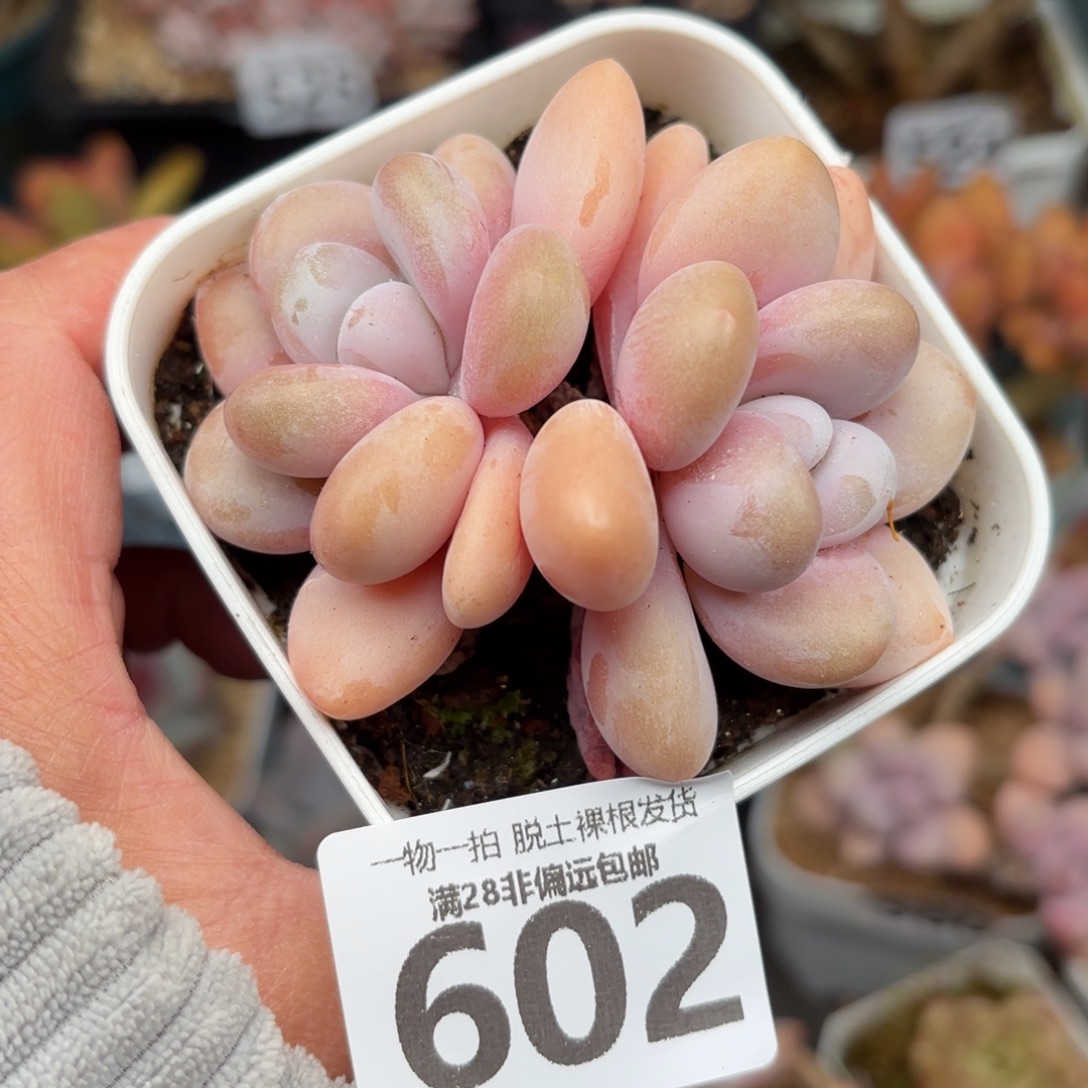 粉兔双头无盆土发货