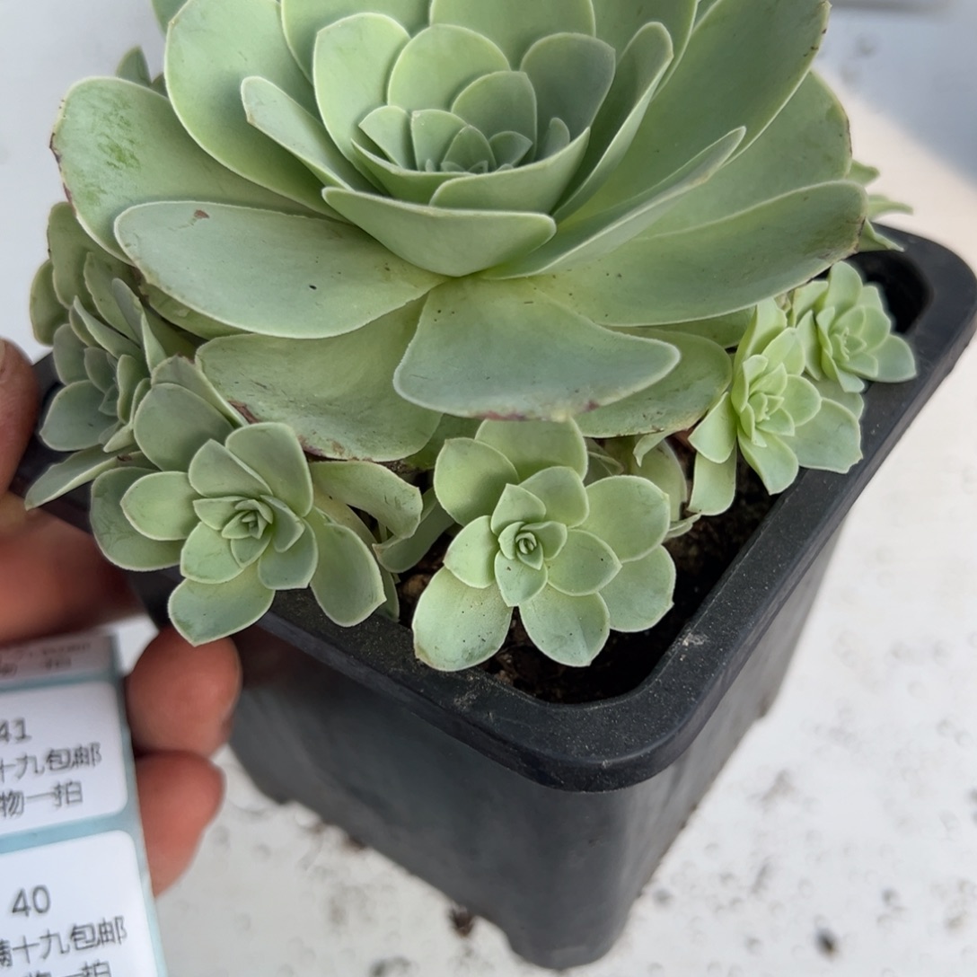 39 山地玫瑰基地带盆土