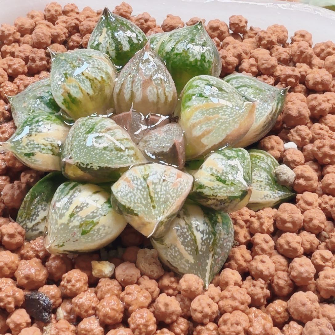 十二卷银叶之前锦