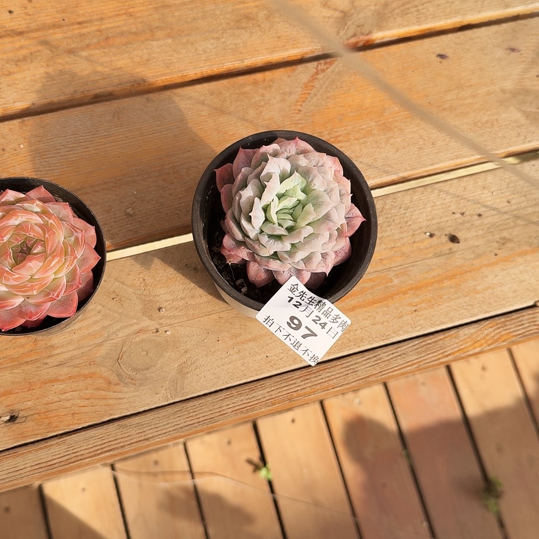 苏***_1224-97泡泡纱裙单头