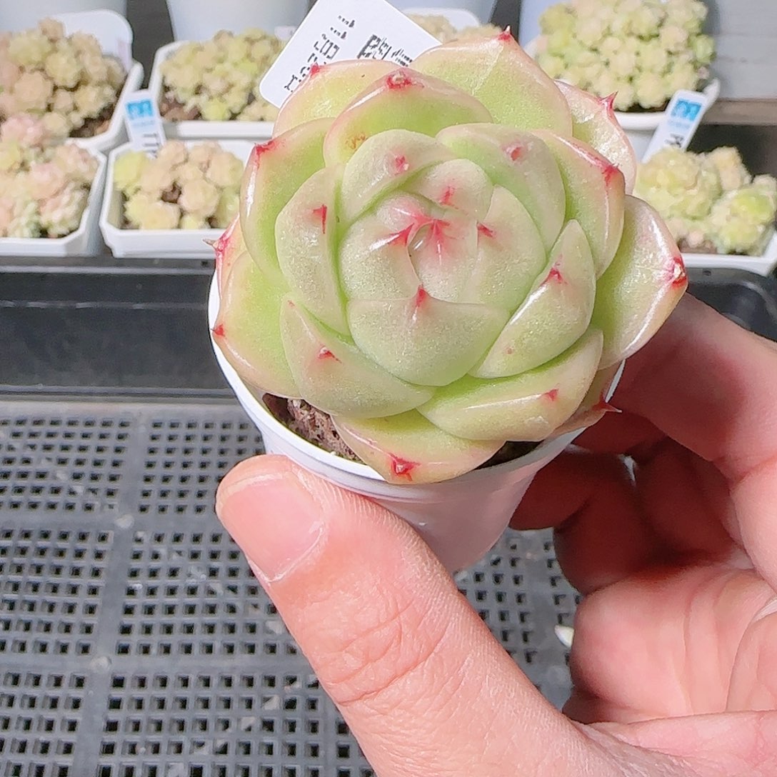 1126-362群生不包整