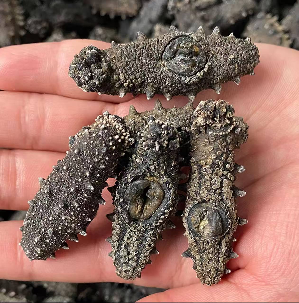 野生 不投喂 (外海) （500g）到手50头左右 圆润白刺