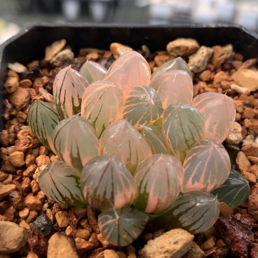 【闪购商品】426霓虹灯