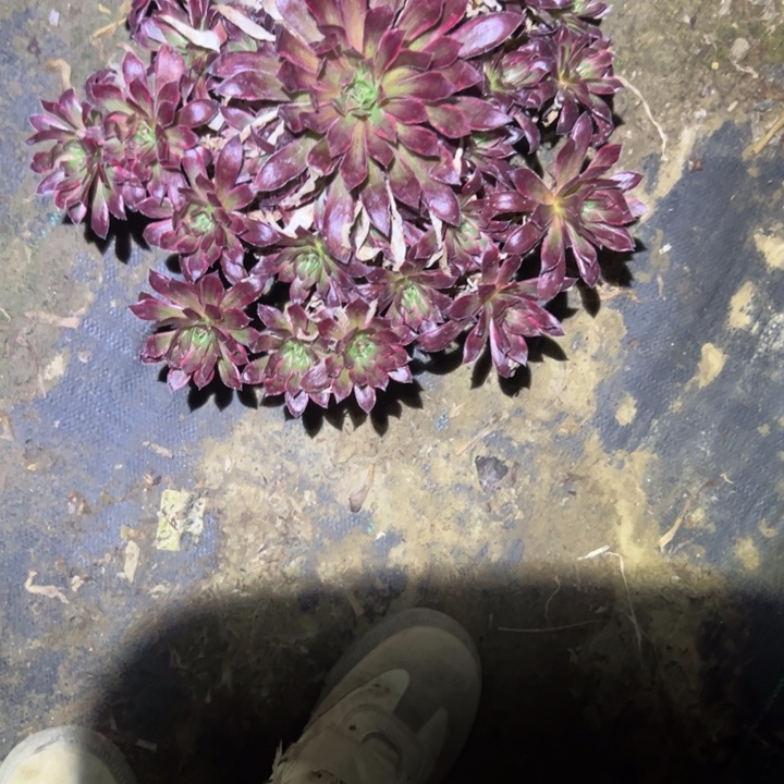 不包侧枝一物一拍23